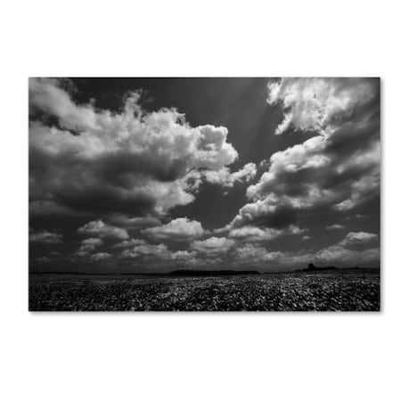 Jason Shaffer 'Wellington Soybeans' Canvas Art,30x47